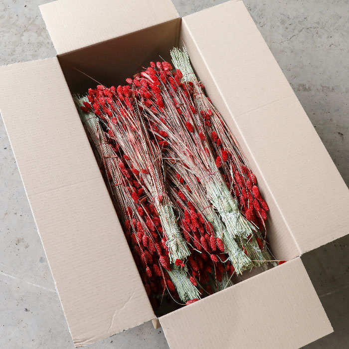 Wholesale LSF full box of dried flowers - red phalaris bunches