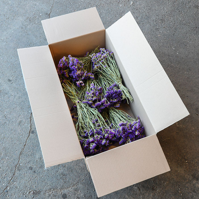 Purple Statice - Box of 10
