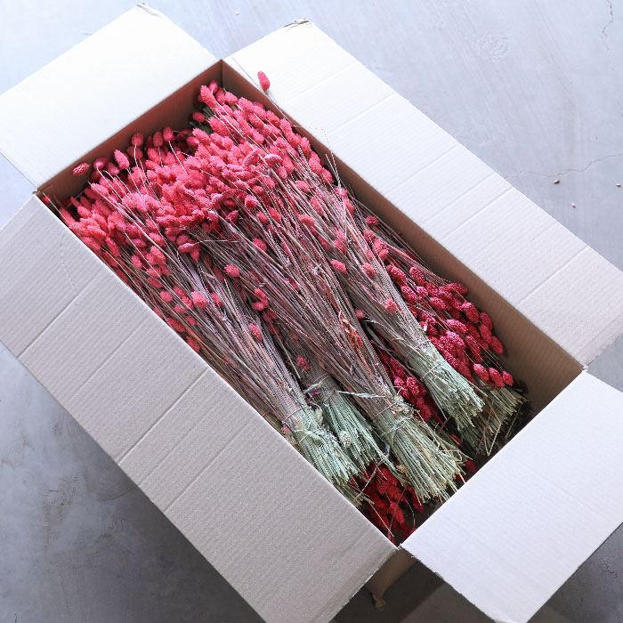 Bright Pink Phalaris Bunches (Dyed) - Box of 15