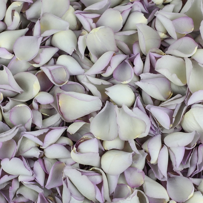 Pale Purple Rose Petals